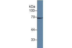 Rabbit Detection antibody from the kit in WB with Positive Control: Human liver tissue. (GAS6 ELISA 试剂盒)