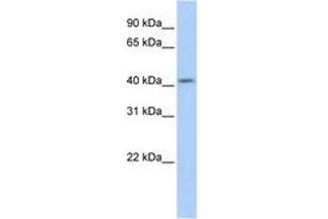 Image no. 1 for anti-Spermatogenesis and Oogenesis Specific Basic Helix-Loop-Helix 1 (SOHLH1) (AA 179-228) antibody (ABIN6742670) (SOHLH1 抗体  (AA 179-228))