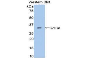 Western Blotting (WB) image for anti-Dickkopf Homolog 1 (DKK1) (AA 33-266) antibody (ABIN1858644) (DKK1 抗体  (AA 33-266))