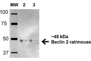 Western blot analysis of Human HeLa and 293Trap cell lysates showing detection of 48. (Beclin 2 抗体  (AA 410-421) (Atto 594))
