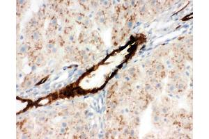Anti-Adiponectin antibody, IHC(F): Rat Liver Tissue (ADIPOQ 抗体  (C-Term))