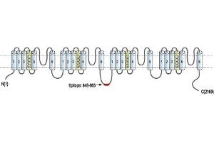 Representative domain view of the target of ABIN7042998.
