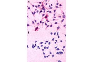 Immunocytochemical staining of HEK293 human embryonic kidney cells transfected (A) and untranfected (B) with C5AR1. (C5AR1 抗体  (N-Term))