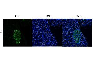 Immunofluorescent staining of rat pancreas using anti-CEA antibody   Formaldehyde-fixed rat pancreas slices were stained with  at 5 µg/ml and detected with a FITC-conjugated secondary antibody. (Recombinant CEACAM5 (Arcitumomab Biosimilar) 抗体)