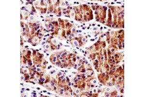 Immunohistochemistry (IHC) image for anti-Recombination Signal Binding Protein For Immunoglobulin kappa J Region (RBPJ) (AA 1-29) antibody (ABIN3032451)