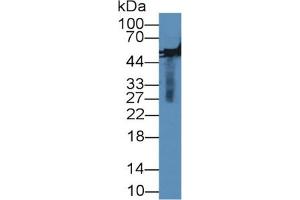 Rabbit Capture antibody from the kit in WB with Positive Control: Rabbit serum. (MMP13 ELISA 试剂盒)