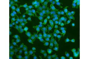 anti-phosphodiesterase 6A, CGMP-Specific, Rod, alpha (PDE6A) (AA 11-237) antibody