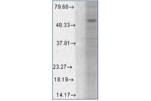 Western blot analysis of GABA(A)R Alpha1 a in a human cell line mix using a 1/1000 dilution of AM20084PU (GABRA1 抗体  (AA 327-450, AA 355-394))