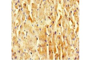 Immunohistochemistry of paraffin-embedded human heart tissue using ABIN7169521 at dilution of 1:100 (SCOC 抗体  (AA 1-121))