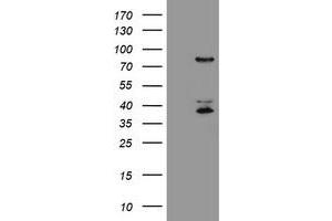 Image no. 1 for anti-Host Cell Factor C2 (HCFC2) antibody (ABIN1498604) (HCFC2 抗体)
