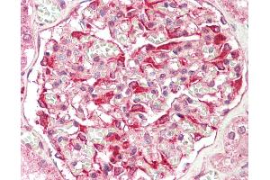 Anti-ZFYVE21 antibody IHC staining of human kidney. (ZFYVE21 抗体  (N-Term))