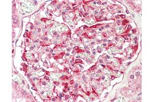 Anti-ZFYVE21 antibody IHC staining of human kidney.