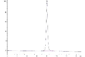 The purity of Biotinylated Human SIRP Beta 1 Isoform 3 is greater than 95 % as determined by SEC-HPLC. (SIRPB1 Protein (AA 30-371, Isoform 3) (His-Avi Tag,Biotin))