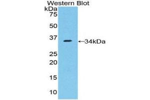 Western Blotting (WB) image for anti-Nucleoporin 205kDa (NUP205) (AA 1735-2000) antibody (ABIN1860081) (NUP205 抗体  (AA 1735-2000))