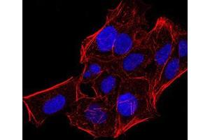 Immunofluorescence analysis of Hela cells using CBX5 mouse mAb. (CBX5 抗体  (AA 1-191))