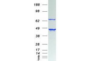Western Blotting (WB) image for Cell Division Cycle 37 Homolog (S. Cerevisiae) (CDC37) protein (Myc-DYKDDDDK Tag) (ABIN2713835)