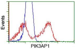HEK293T cells transfected with either RC214125 overexpress plasmid (Red) or empty vector control plasmid (Blue) were immunostained by anti-PIK3AP1 antibody (ABIN2453459), and then analyzed by flow cytometry. (PIK3AP1 抗体)
