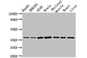 Western Blot Positive WB detected in: HepG2 whole cell lysate, HEK293 whole cell lysate, A549 whole cell lysate, Mouse brain tissue, Mouse skeletal muscle tissue, Rat heart tissue, Rat liver tissue All lanes: MYF6 antibody at 3 μg/mL Secondary Goat polyclonal to rabbit IgG at 1/50000 dilution Predicted band size: 27 kDa Observed band size: 37 kDa (MYF6 抗体  (AA 26-232))