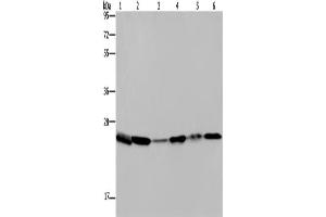 Western Blotting (WB) image for anti-rho GDP Dissociation Inhibitor (GDI) alpha (ARHGDIA) antibody (ABIN2430167) (ARHGDIA 抗体)