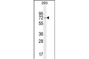 IRF2BP2 抗体  (AA 337-366)