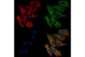 ABIN6259611 and ABIN6276102 staining Hela cells by IF/ICC. (OR89 抗体  (Internal Region))