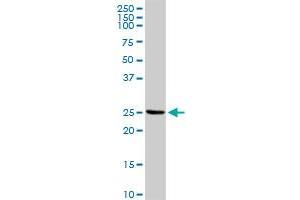 IL32 MaxPab rabbit polyclonal antibody. (IL32 抗体  (AA 1-188))
