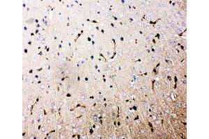 IHC-P: Aquaporin 4 antibody testing of rat brain tissue (Aquaporin 4 抗体  (AA 258-27))