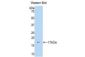 Western Blotting (WB) image for anti-Laminin, gamma 3 (LAMC3) (AA 751-875) antibody (ABIN1859608) (LAMC3 抗体  (AA 751-875))