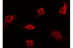 ABIN6272368 staining A549 by IF/ICC. (POU3F1 抗体  (Internal Region))