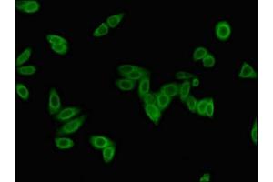 Immunofluorescent analysis of HepG2 cells using ABIN7157858 at dilution of 1:100 and Alexa Fluor 488-congugated AffiniPure Goat Anti-Rabbit IgG(H+L) (Lamin B2 抗体  (AA 442-615))