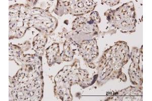 Image no. 1 for anti-Testis-Specific Kinase 2 (TESK2) (AA 405-542) antibody (ABIN466168) (TESK2 抗体  (AA 405-542))