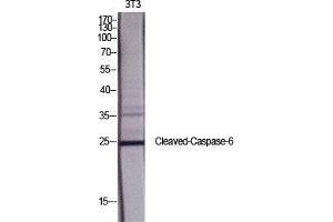 Western Blot (WB) analysis of specific cells using Cleaved-Caspase-6 p18 (D162) Polyclonal Antibody. (Caspase 6 p18 (Asp162), (cleaved) 抗体)