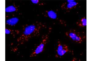 Proximity Ligation Analysis of protein-protein interactions between CAPN1 and GRIN2B. (GRIN2B 抗体  (AA 127-236))