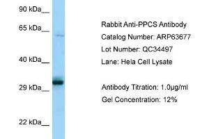 Western Blotting (WB) image for anti-Phosphopantothenoylcysteine Synthetase (PPCS) (C-Term) antibody (ABIN2789588) (PPCS 抗体  (C-Term))