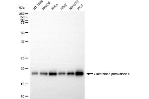 Western blotting analysis using glutathione peroxidase 4 antibody (ABIN7798753). (Recombinant GPX4 抗体)