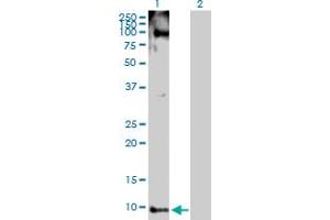 Western Blot analysis of PYY expression in transfected 293T cell line by PYY MaxPab polyclonal antibody. (Peptide YY 抗体  (AA 1-97))