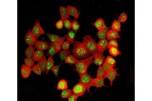 anti-Adenosine Deaminase, RNA-Specific (ADAR) (AA 1-1152) antibody