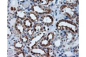 Immunohistochemical staining of paraffin-embedded Kidney tissue using anti-APP mouse monoclonal antibody. (APP 抗体)