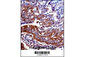 Mouse Npr1 Antibody immunohistochemistry analysis in formalin fixed and paraffin embedded mouse duodenum tissue followed by peroxidase conjugation of the secondary antibody and DAB staining. (NPR1 抗体  (N-Term))