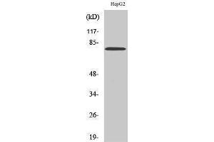 Western Blotting (WB) image for anti-Matrix Metallopeptidase 9 (Gelatinase B, 92kDa Gelatinase, 92kDa Type IV Collagenase) (MMP9) (C-Term) antibody (ABIN3180064) (MMP 9 抗体  (C-Term))