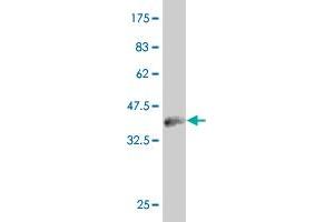 Western Blot detection against Immunogen (36.