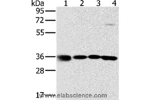 Western blot analysis of 293T, K562, 231 and hela cell, using MRPL39 Polyclonal Antibody at dilution of 1:600 (MRPL39 抗体)