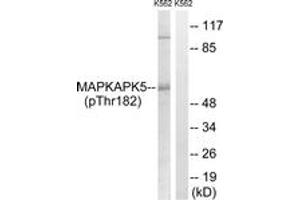 Western blot analysis of extracts from K562 cells treated with Na3VO4 0. (MAPKAP Kinase 5 抗体  (pThr182))