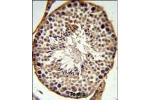 SFRS1 Antibody (N-term) (ABIN652256 and ABIN2841067) IHC analysis in formalin fixed and paraffin embedded testis tissue followed by peroxidase conjugation of the secondary antibody and DAB staining. (SRSF1 抗体  (N-Term))