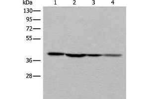 Western blot analysis of 293T 231 and Hela cell lysates using ROM1 Polyclonal Antibody at dilution of 1:400 (ROM1 抗体)