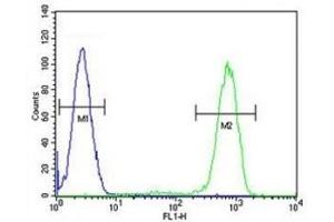 Caspase-12 antibody flow cytometric analysis of HL-60 cells (right histogram) compared to a negative control cell (left histogram). (Caspase 12 抗体  (AA 165-193))