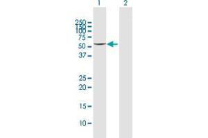 Western Blot analysis of CYP3A4 expression in transfected 293T cell line by CYP3A4 MaxPab polyclonal antibody.