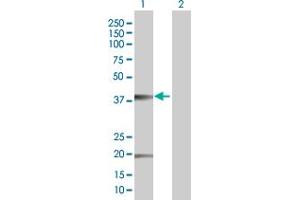 Western Blot analysis of CLDN10 expression in transfected 293T cell line by CLDN10 MaxPab polyclonal antibody. (CLDN10 抗体  (AA 1-228))