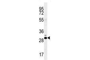 CT45A antibody western blot analysis in K562 lysate (CT45A1 抗体  (AA 1-30))