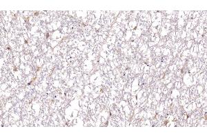 Detection of BDNF in Porcine Spinal cord Tissue using Polyclonal Antibody to Brain Derived Neurotrophic Factor (BDNF) (BDNF 抗体  (AA 20-252))